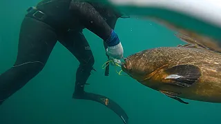 Mero 18 kg☀️🌊 صيد سمكة الميرو في الأعماق 🐟 بالغوص الحر  في البحر الأبيض المتوسط .(Morocco,Tanger)