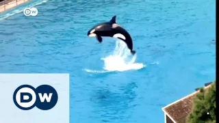 Sea World's orcas set to retire | DW News