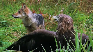 Волки против орлана-белохвоста: первая охота. Wolves vs white-tailed eagle | Film Studio Aves