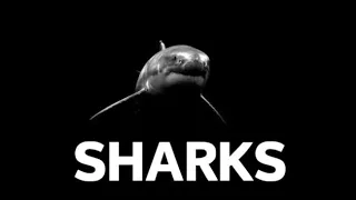 SHARKS [SLOWED+REVERB] Imagine Dragons