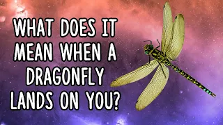 What Does It Mean When a Dragonfly Lands On You?