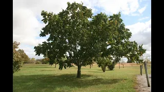Canoka Heartnut Tree