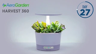 AeroGarden - Harvest 360 White Heirloom Salad Greens Timelapse