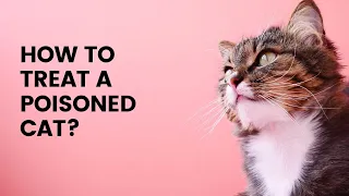 How to Treat a Poisoned Cat || How to treat a poisoned cat at home