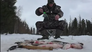 ВОТ ЭТО ПОРОСЯТА ЗДЕСЬ ЛОВЯТСЯ ДАЖЕ В ЛУНКУ НЕ ЛЕЗУТ🐬 НАРВАЛИСЬ НА ЭМИГРАЦИЮ ЯЗЕЙ😯