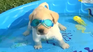 Funny Dogs Love Swimming - Puppy Videos 2020