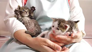 新入生歓迎ライブ　ウッちゃんとソッくんが先輩子猫になる。【赤ちゃん猫　保護猫】