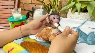 Mom Feed Newborn Baby Monkey Shiba Nutrient Milk In Morning