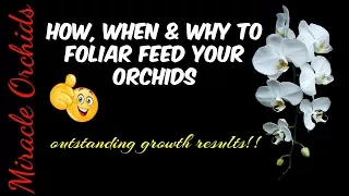 Foliar feeding orchids | How, when and why to apply foliar feed on your orchids | Cropmax, seaweed