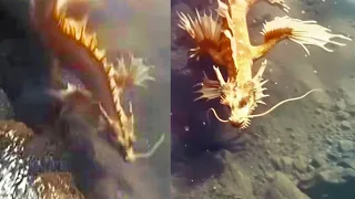 What This Diver Captured On Camera Shocked the Whole World