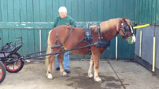 How to Harness; Part Four - Putting the Pony and Cart Together