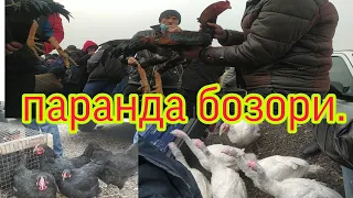 шахрихон паранда бозор дахшад болди🐓🐔🐣🦃🦆👍 5 февраля 2022 г.