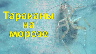 Оживет ли таракан после заморозки? Проверяем на -19,5°С