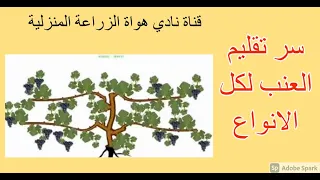 سر تقليم العنب لكل الانواع