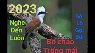 tiếng mồi bồ chao,chim khướu chuẩn  mp3 không tạp âm