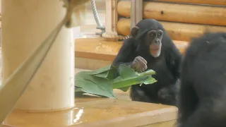 Yotsuba-chan having dinner　Higashiyama Zoo　Chimpanzee　202403