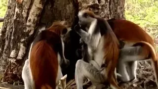 Animals Like Us : Animal Medicine - Wildlife Documentary