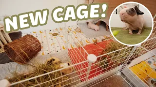 BUILDING A NEW GUINEA PIG CAGE! 😱 | C&C CAGE BUILD