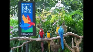 Сингапур.  JURONG BIRD PARK - САМЫЙ БОЛЬШОЙ ПАРК ПТИЦ В АЗИИ. Пингвины