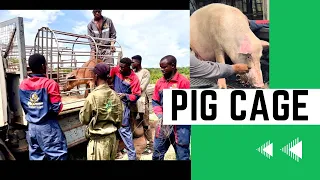 Do This For Pig Transportation