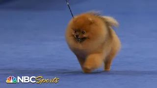 National Dog Show 2022: Toy Group (Full Judging) | NBC Sports
