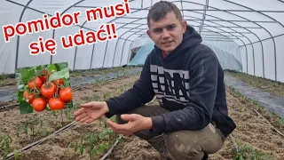 Pomidorowa Pasja: Moja Wiedza o Uprawie Pomidorów @TuneloveLOVE