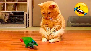 Funny Dogs And Cats Videos 2024 😅 - Best Funniest Animal Videos Of The Month 🥰👌 Part 31