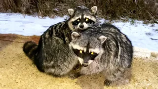 RACCOONS ZEFIRKA AND GORUSHKA BECAME FAST FRIENDS / Cougar's reaction to raccoons