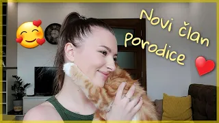 Nedeljni vlog | Novi član porodice Maine Coon | Sanja