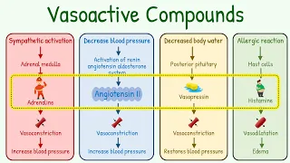 Hormonal Control of the Circulation: Vasoactive Compounds | Adrenaline, Angiotensin II, Vasopressin