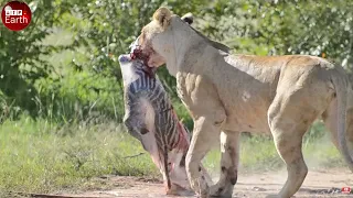 Lion Eat New Born Zebra when Attack Mother