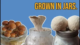 Growing Mushrooms in Jars.