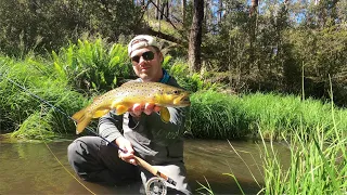 Summer Creek Dry Fly Fishing Basics for Brown Trout!