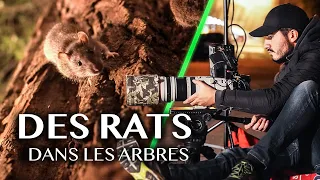 Des rats qui dorment dans les arbres à Paris ?