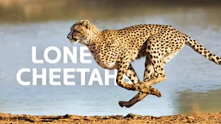 The Fastest Apex Predator's Fight For Survival In The Savannah | Cheetah Documentary