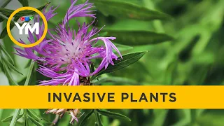 These invasive plants could wreak havoc in your garden | Your Morning