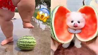 Tik Tok Chó Phốc Sóc Mini 😍 Funny and Cute Pomeranian #224