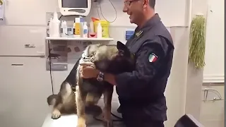 Even the Police dogs turn small at the vet🤣 Funny Pet Video