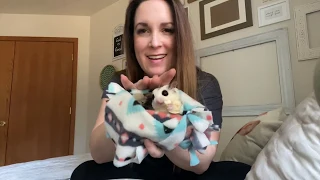 When I First Got My Sugar Gliders  | Casual Chat