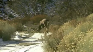 Ice Hog Mule Deer Buck Inyo County