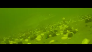 SEDO Underwater Carp Fishing - 10 meters Depth December.