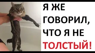 Лютые приколы. Я не ТОЛСТЫЙ !!!