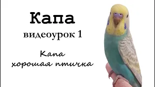🎤 Учим попугая по имени Капа говорить, видеоурок 1: "Капа хорошая птичка"