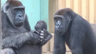 Gorilla⭐️Genki and Momotaro protect thier baby from the naughty Gentaro.【Momotaro  family】