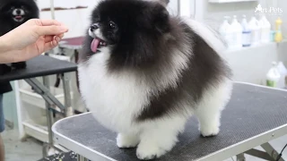 Art of Pets | Premium Grooming | Pomeranian