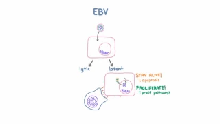 Epstein Barr Virus (EBV) and Cancer