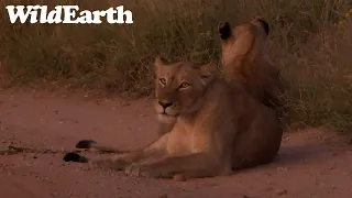 WildEarth - Sunset Safari -18 April 2023