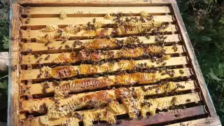 Українська степова порода бджіл . Стандарт поведінки.Частина 1