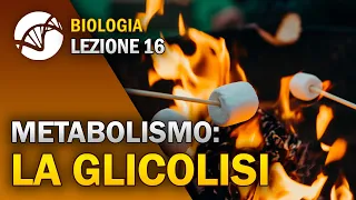 BIOLOGIA - Lezione 16 - La Glicolisi | Metabolismo Cellulare