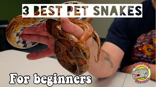 BEST PET SNAKES FOR BEGINNERS | EP.1:  TOP 3